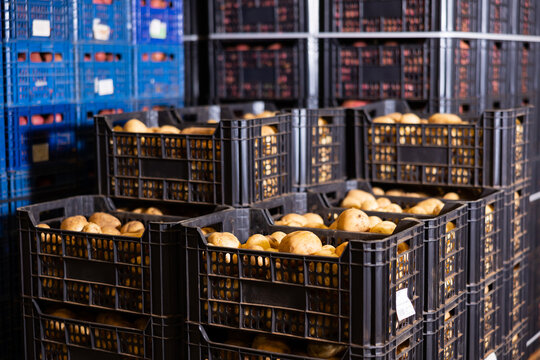 Stacks of vegetable boxes with freshly potatoes in storage warehouse at the vegetable factory