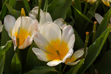 Blooming tulip flowers in the Tulip Garden of Morahalom
