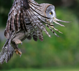 Great Grey Owl flying in the forest, Quebec, Canada