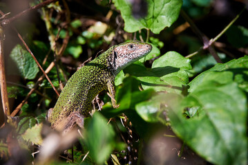 European green lizard in natural habitat (Lacerta viridis)