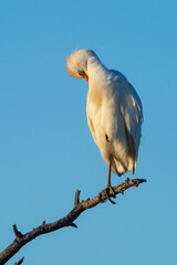 Cattle Egret, Bubulcus ibis, perched, La Pampa Province, Patagonia, Argentina
