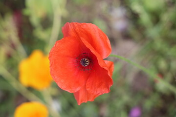 red poppy flower