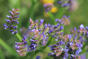 lavender flowers in the field