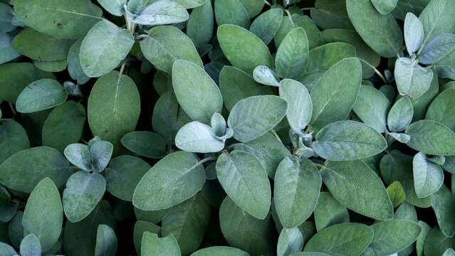 Garden sage (Salvia officinalis) herb foliage, view from the top. Aromatic plant of the mint family (Lamiaceae) cultivated for its edible leaves and for medicinal use with high in antioxidants. 