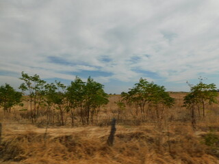 Obraz premium Texas Field