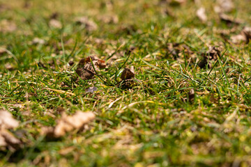 green prairie scene from the side