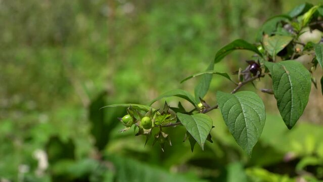Deadly Nightshade, fruit ripening, natural ambient (Atropa belladonna) - (4K)