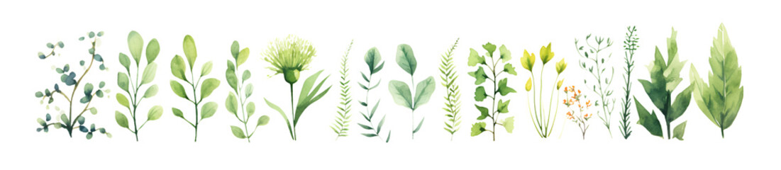 Fototapeta premium Set of watercolor green leaves, for postcard, banner. Watercolour clipart drawing.