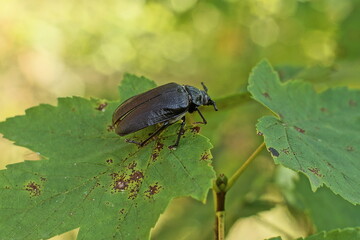 large strong black beautiful with a mustache and paws forest shiny in a protective shell predator live beetle sitting on a green fresh leaf in the forest in the summer outdoors