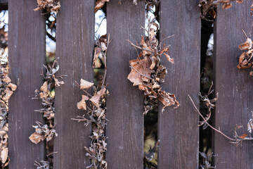wooden fence with brown autumn leafs