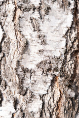 birch bark gray wood texture