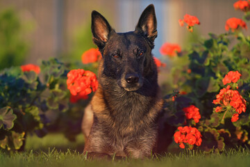Adorable Belgian Shepherd dog Malinois posing outdoors lying down on a green grass with red Pelargonium flowers in summer