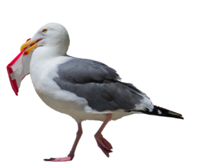 An isolated seagull awkwardly stands while trying to steal a packet of snacks