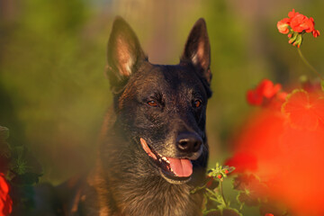 The portrait of a cute Belgian Shepherd dog Malinois posing outdoors in a green grass with red Pelargonium flowers in summer