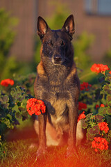 Adorable Belgian Shepherd dog Malinois posing outdoors sitting on a green grass with red Pelargonium flowers in summer