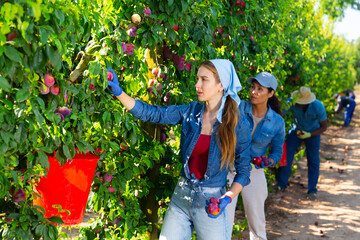 Three hardworking farmers working in the fruit nursery during the harvest season, collect ripe plums