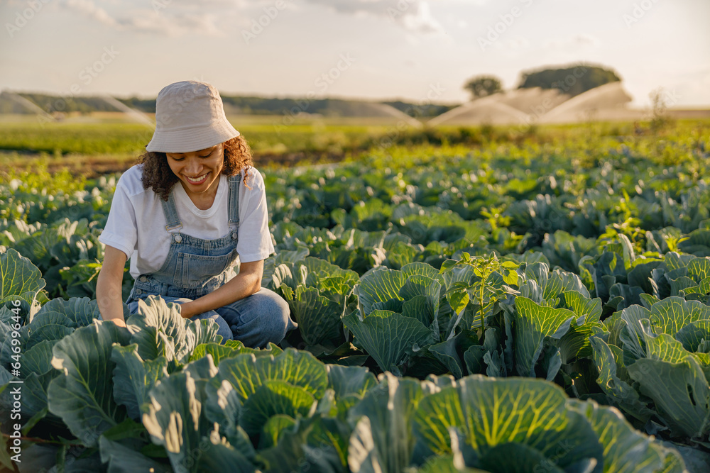 Wall mural professional female farmer working at her organic cabbage farm. harvesting at autumn season