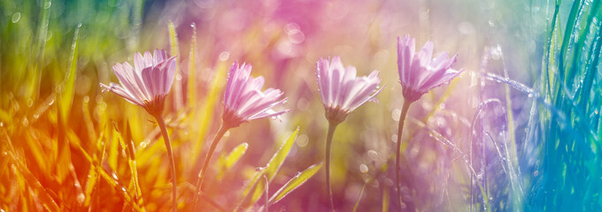 dewy flowers and grass with nice soft artistic bokeh