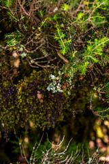 Flora en la Isla de la Gomera.