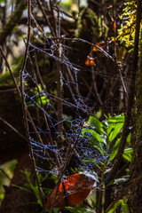 Flora en la Isla de la Gomera.