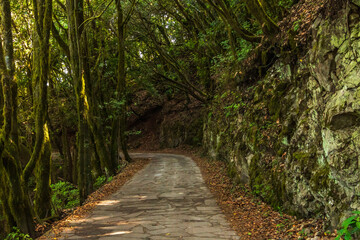 Flora en la Isla de la Gomera.