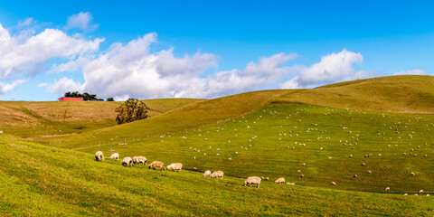 Fototapeta na wymiar Sheep are grazing on a large green open field. There are additional hills in the background. A red barn is in the distance. Blue sky and white clouds. Panoramic photo.