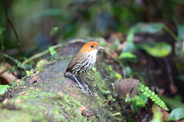 The chestnut-crowned antpitta (Grallaria ruficapilla) is a species of bird in the family Grallariidae.