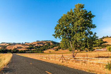 A large tree is growing on the side of a road. The road with a yellow strip is running diagonally...