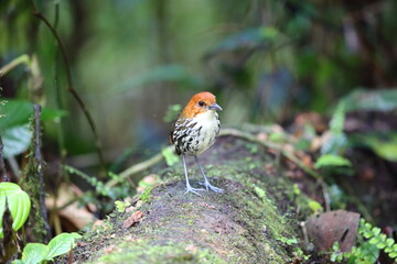 The chestnut-crowned antpitta (Grallaria ruficapilla) is a species of bird in the family Grallariidae.