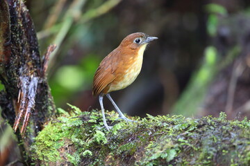 The yellow-breasted antpitta (Grallaria flavotincta) is a species of bird in the family Grallariidae. This phot was taken in Ecuador.