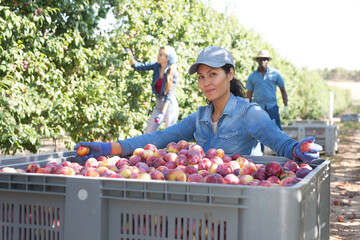 Obraz premium Portrait of successful Asian female farmer sitting near large box of freshly picked ripe red plums in garden, happy with rich harvest