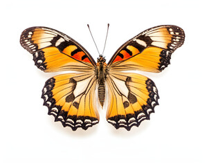 Fototapeta premium Beautiful butterfly isolated on white background