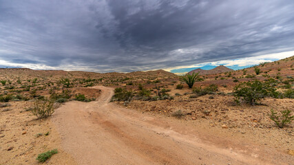 Fototapeta premium Ocotillo growing along desert trail