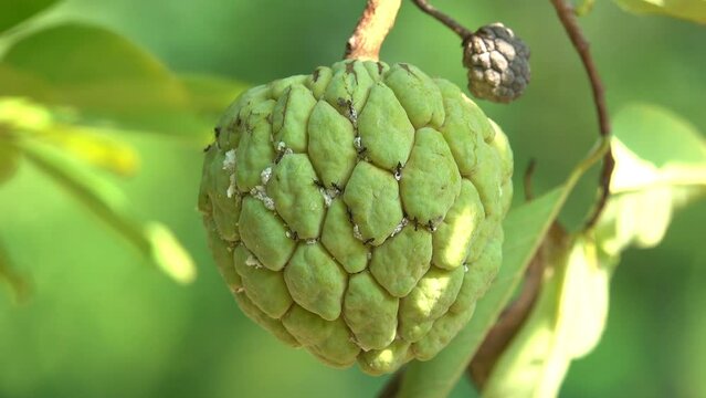 Close-up custard apple on a tree