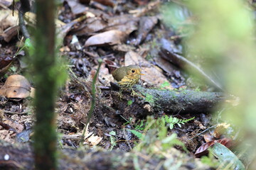 The ochre-breasted antpitta (Grallaricula flavirostris) is a species of bird placed in the family Grallariidae.