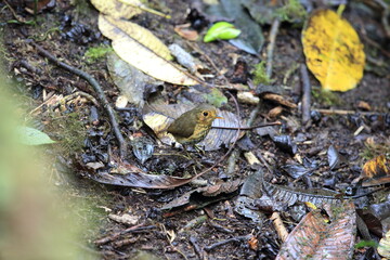 The ochre-breasted antpitta (Grallaricula flavirostris) is a species of bird placed in the family Grallariidae.