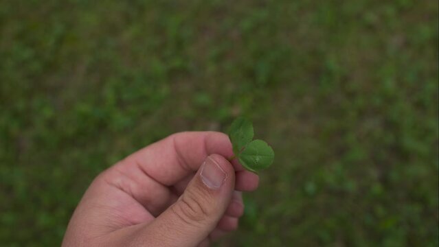 Grasping a Lucky Four-Leaf Clover in hand