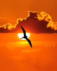  Bird Flight Sunset Inspirational Divine Sun Flying Sky Soaring Silhouette Vertical