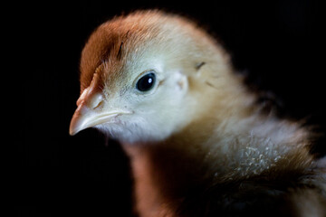 Close up portrait of a yellow baby chicken.