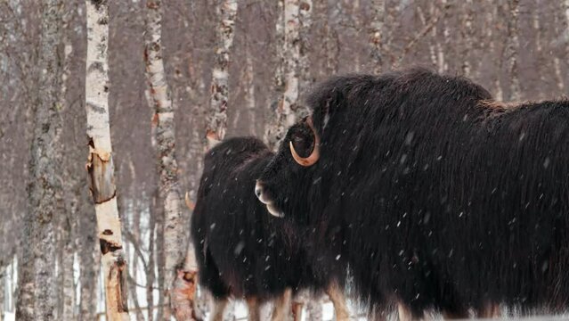 A full body close up of a Musk Ox (Ovibos Moschatus) in heavy snow in Norway.