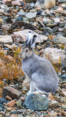 rabbit in the mountains