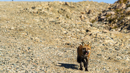 fox in the sand