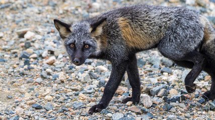 red fox vulpes