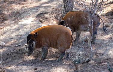 Adult male red river hogs with distinct bony facial protuberances walking on forest glade on sunny...