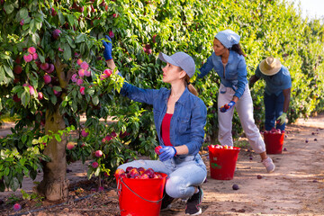Three farmers working in a fruit nursery are picking ripe plums from a tree, putting the fruits in...
