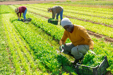 Afro american male farm worker picking harvest of organic arugula to crate on plantation