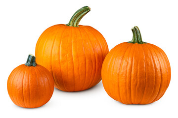 Pumpkin. Pumpkins good for carving a Jack o Lantern on Halloween. Farm autumn October harvest....