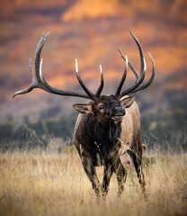 Large imperial Rocky Mountain bull elk (cervus canadensis) lip curling in meadow during fall elk...