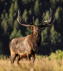 Royal bull Rocky Mountain Elk (cervus canadensis) stading looking forward with dried mud on hair during fall elk rut, Rocky Mountain National Park, Colorado