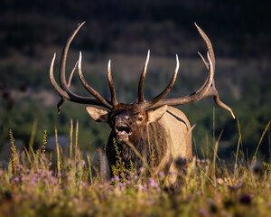 Naklejka premium Large imperial Rocky Mountain bull elk (cervus canadensis) lip curling in meadow during fall elk rut Rocky Mountain National Park, Colorado 